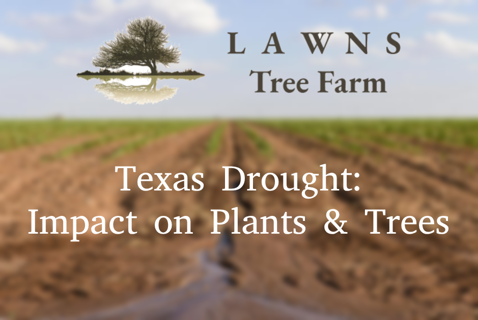 Managing Drought Effects on Texas Flora: Trees & Plants