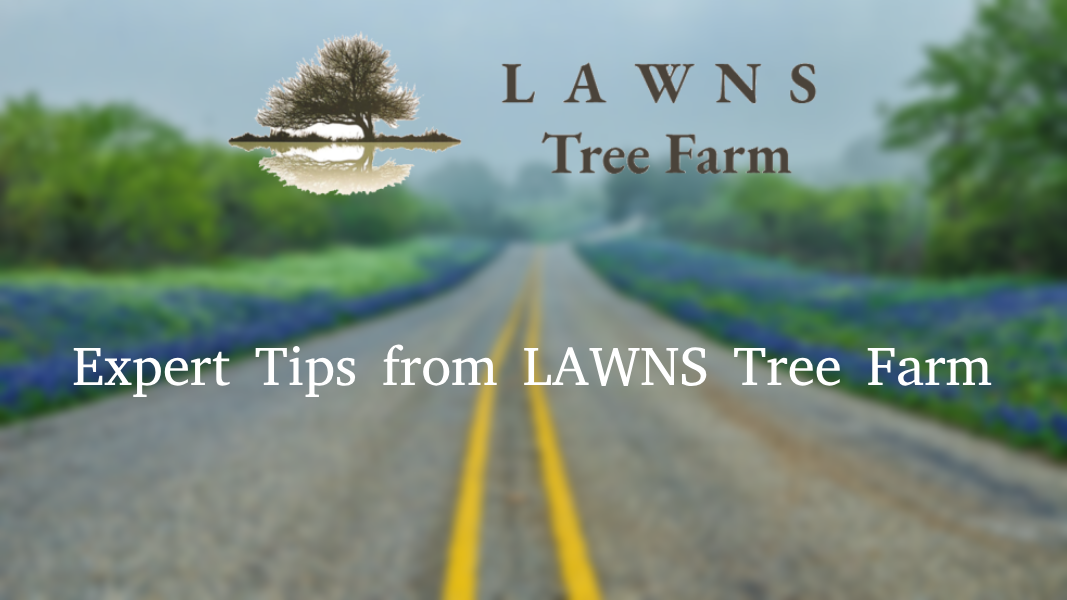 Mastering Native Texas Tree Care: Expert Tips from LAWNS Tree Farm - A close-up image of a vibrant native Texas tree with lush green leaves, showcasing the beauty of well-cared-for trees.