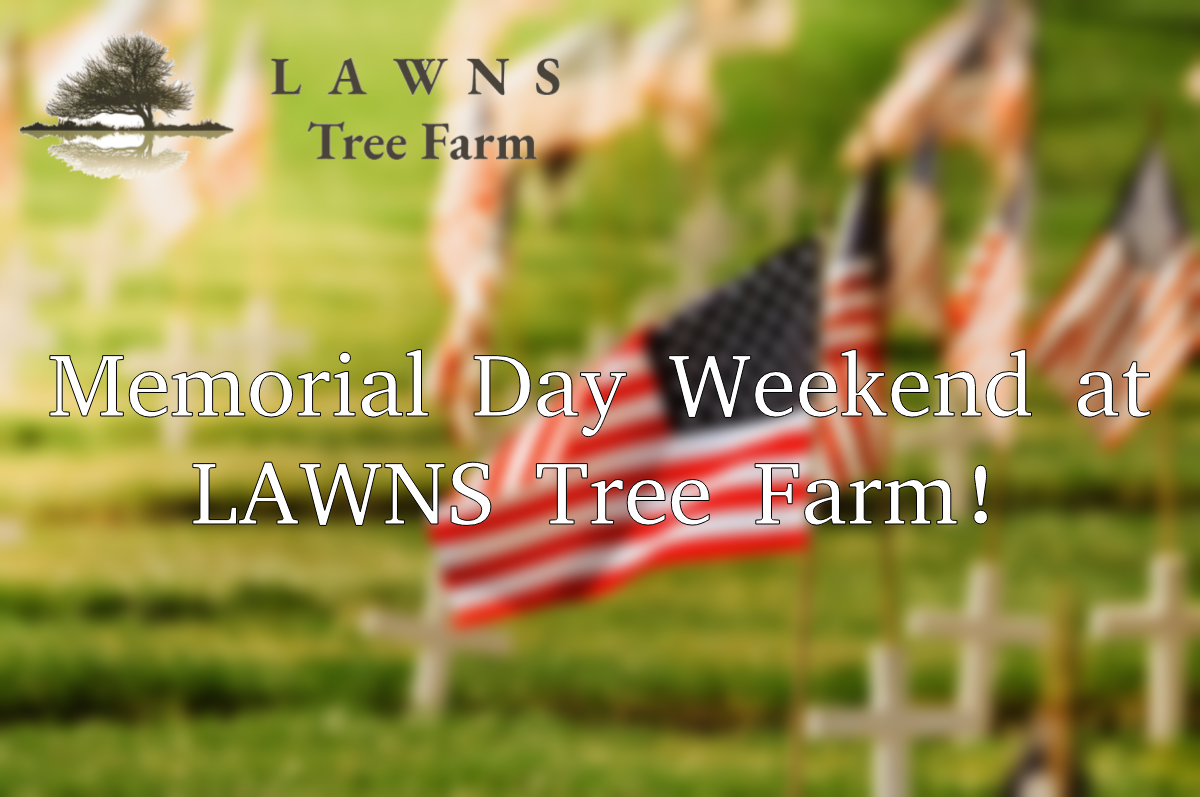 Tax-Free Trees: Memorial Day Weekend at LAWNS Tree Farm!" - Image: Vibrant trees at LAWNS Tree Farm with a Memorial Day Weekend banner.