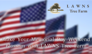 A lush green tree with vibrant foliage, standing tall against a blue sky. From LAWNS Tree Farm, offering tax-free trees this Memorial Day weekend.