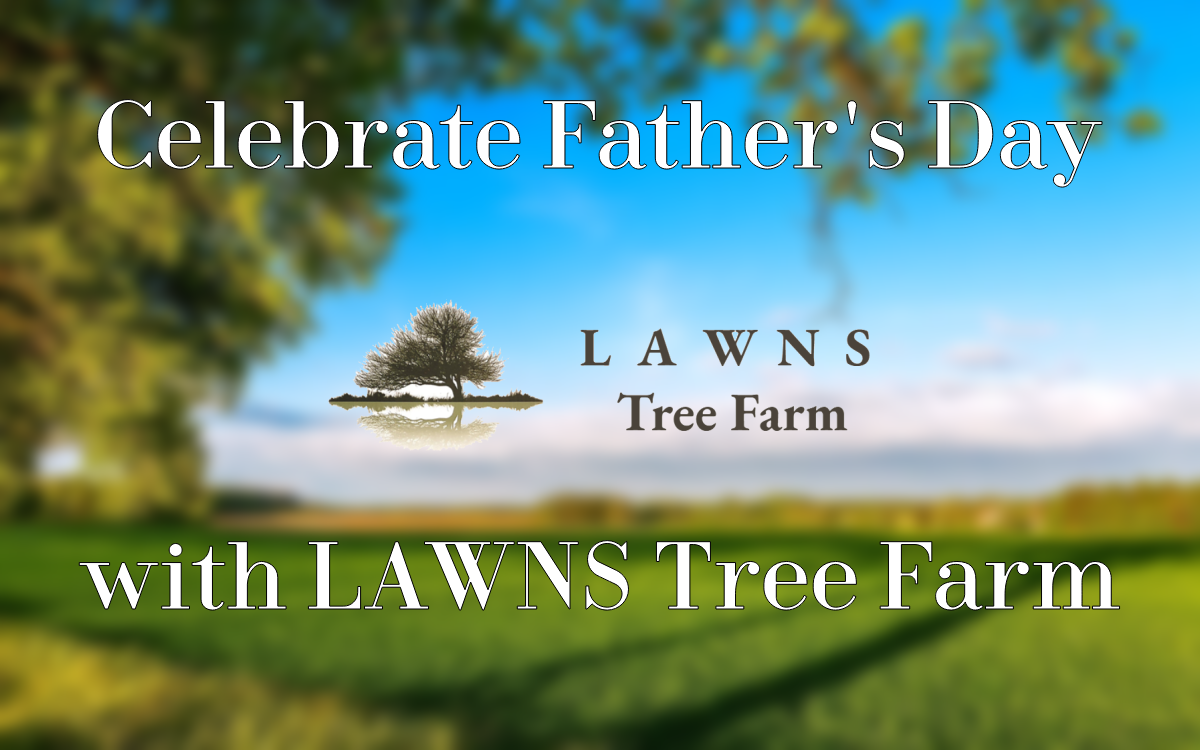 Father and child planting a tree in their backyard, celebrating Father's Day with LAWNS Tree Farm's special tree sales.