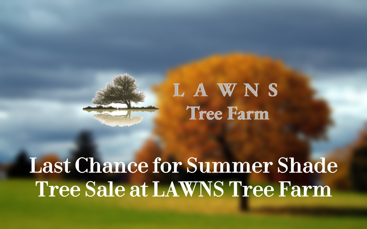 A lush garden featuring various shade trees and crape myrtles with a ‘Summer Shade Tree Sale’ sign. The image highlights the vibrant greenery and blooming flowers available at LAWNS Tree Farm, with a text overlay indicating the sale ends tomorrow.