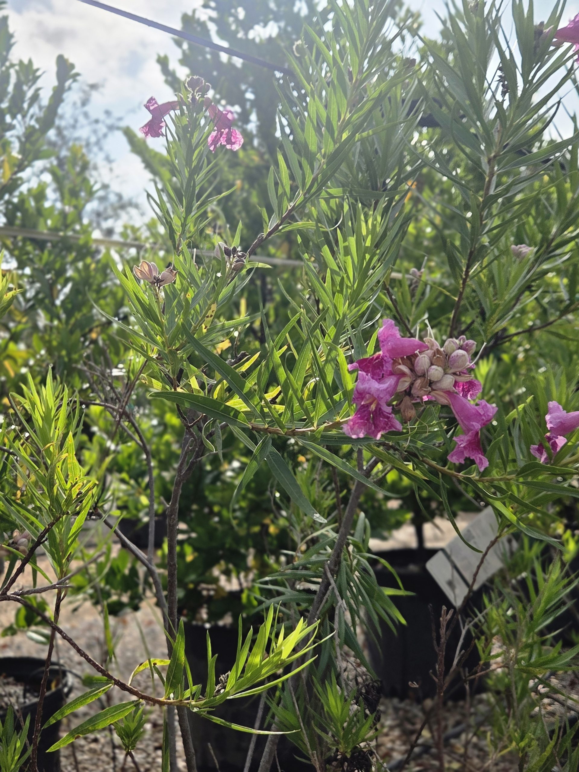 Bubba Desert Willow (Chilopsis Linearis 'Bubba') - Image 3